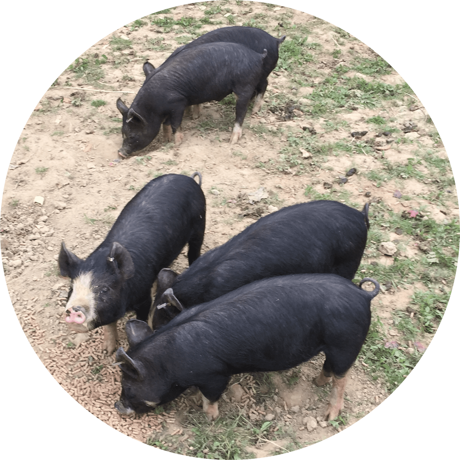Steve fleming portfolio career pig farming