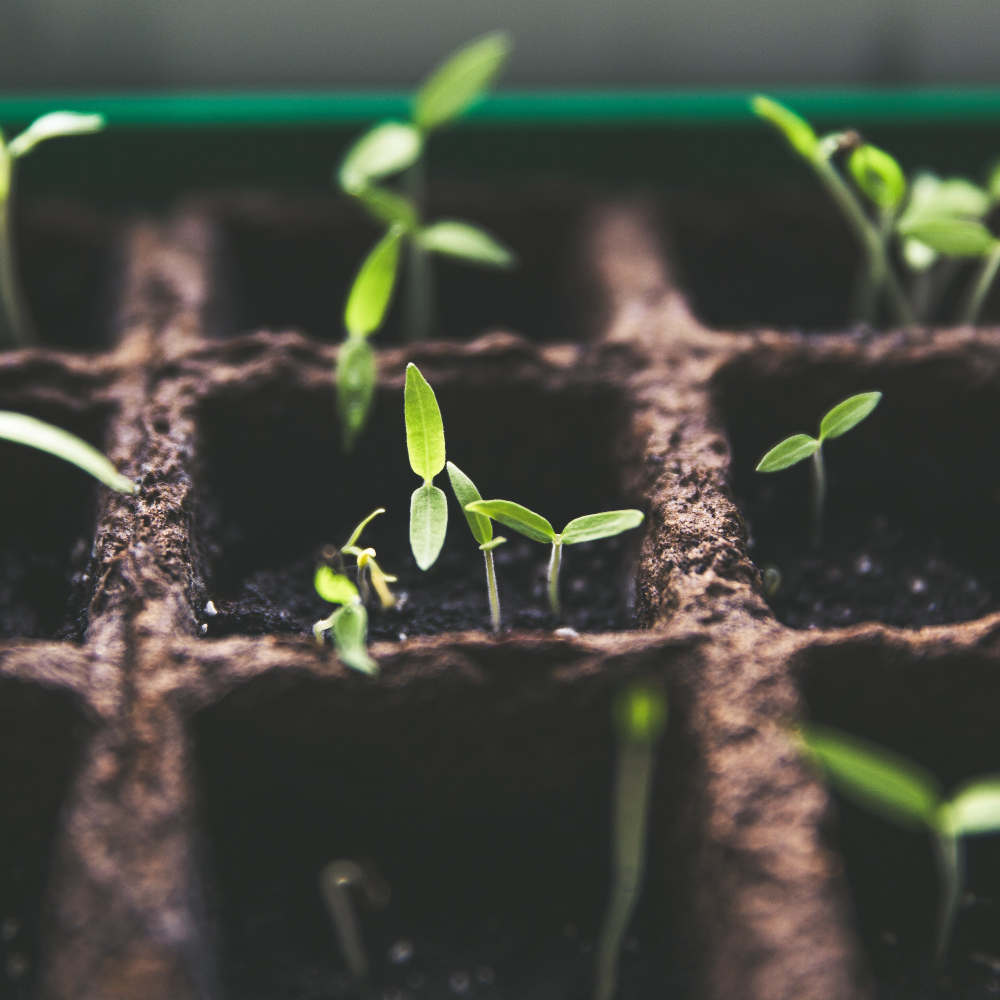 Venture Capital (Pre-Seed & Seed)