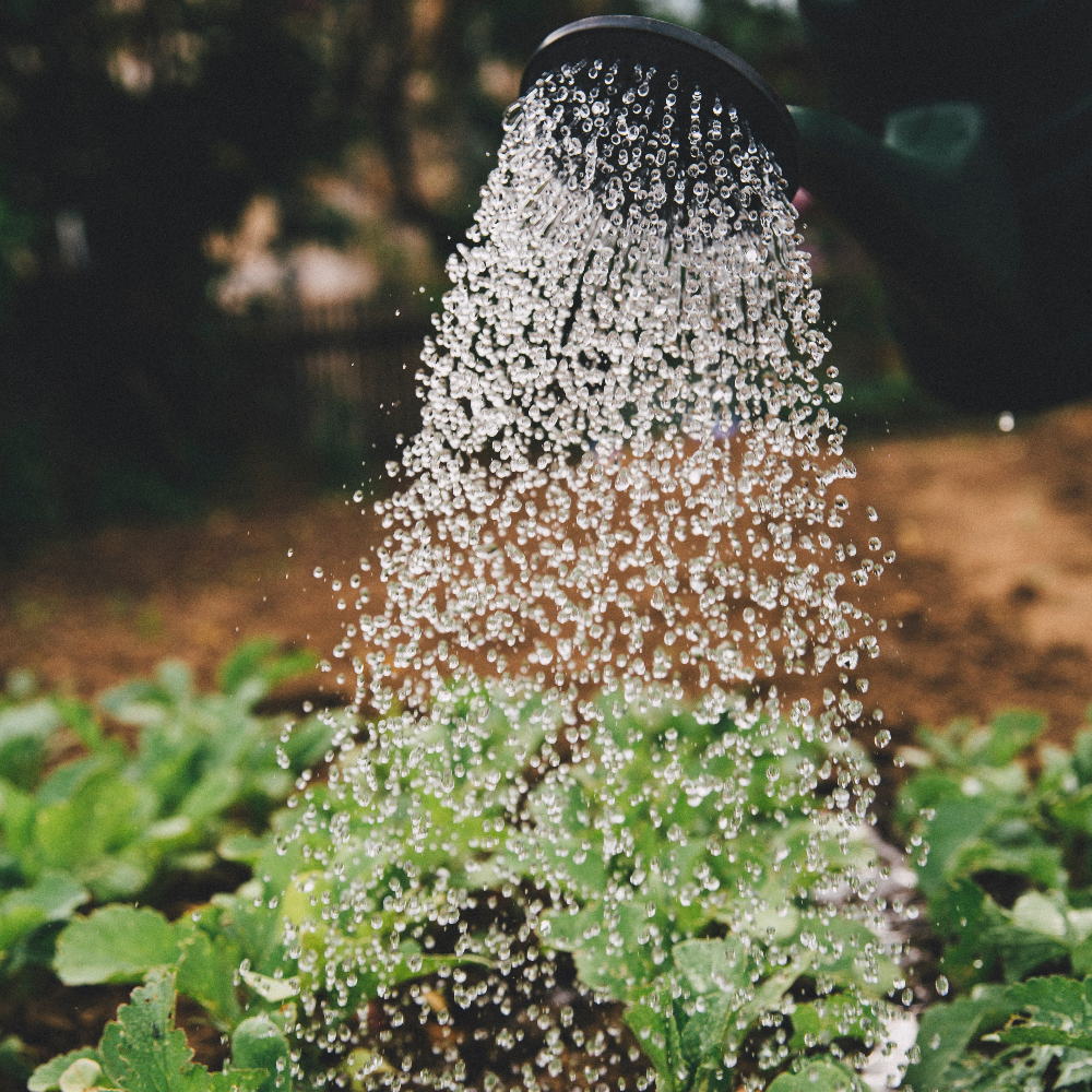 Mentor to founders and entrepreneurs