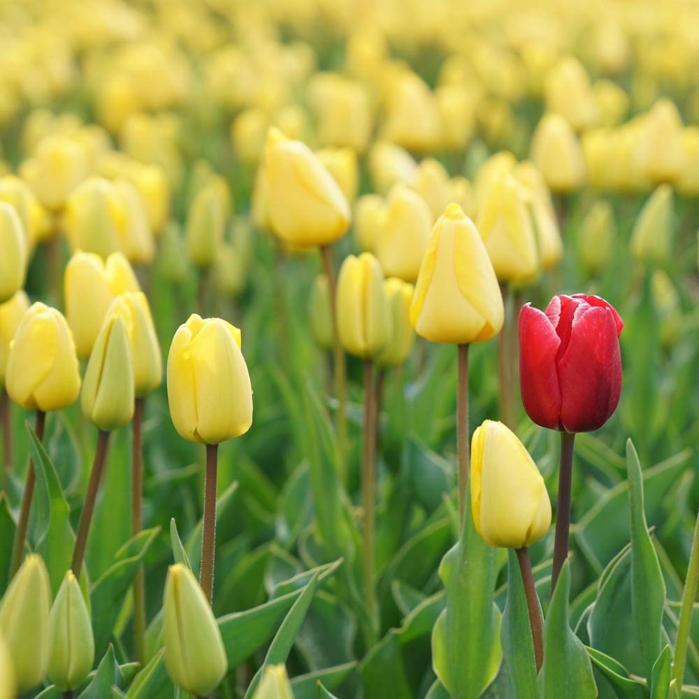 Talent development & mentoring