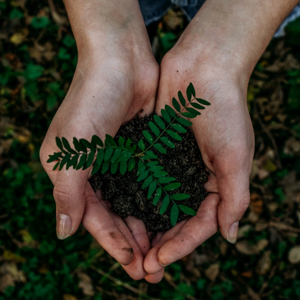 Sustainable Advertising Consultant