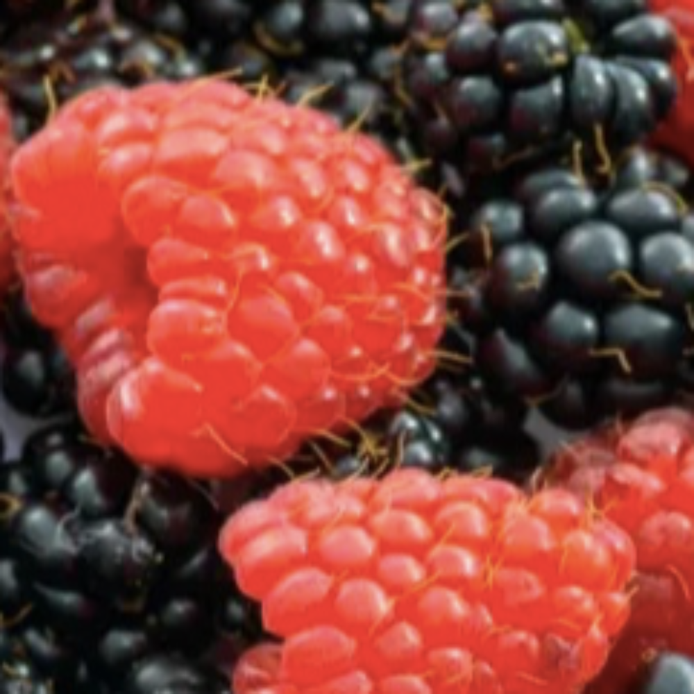 Health & longevity blog - writer and curator