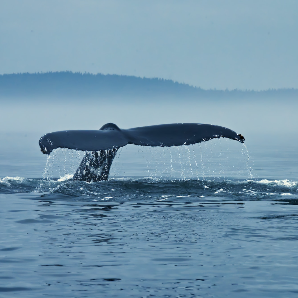 Kayaking with whales