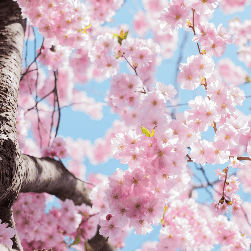 HR support and people planning