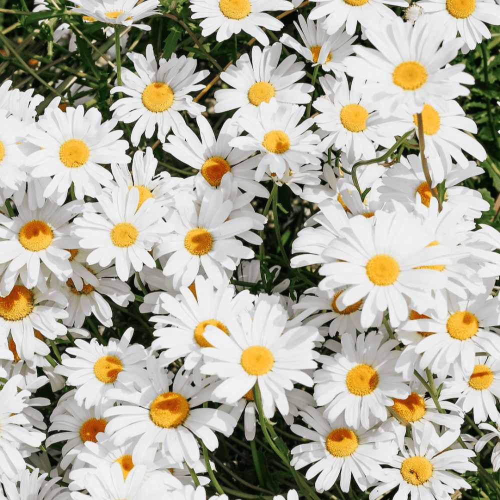 Community engagement