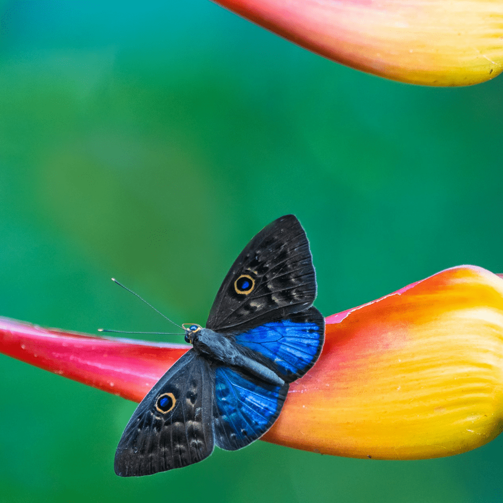 Commercial Marketing & Research Director