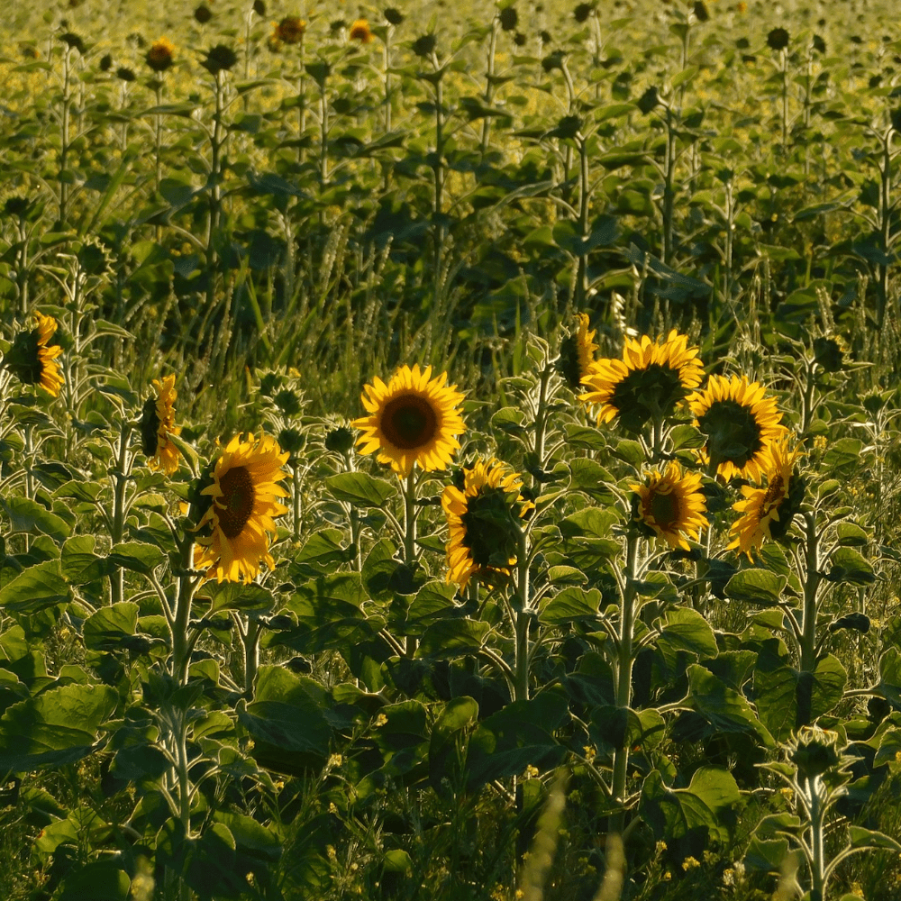 Business Mentor & Coach