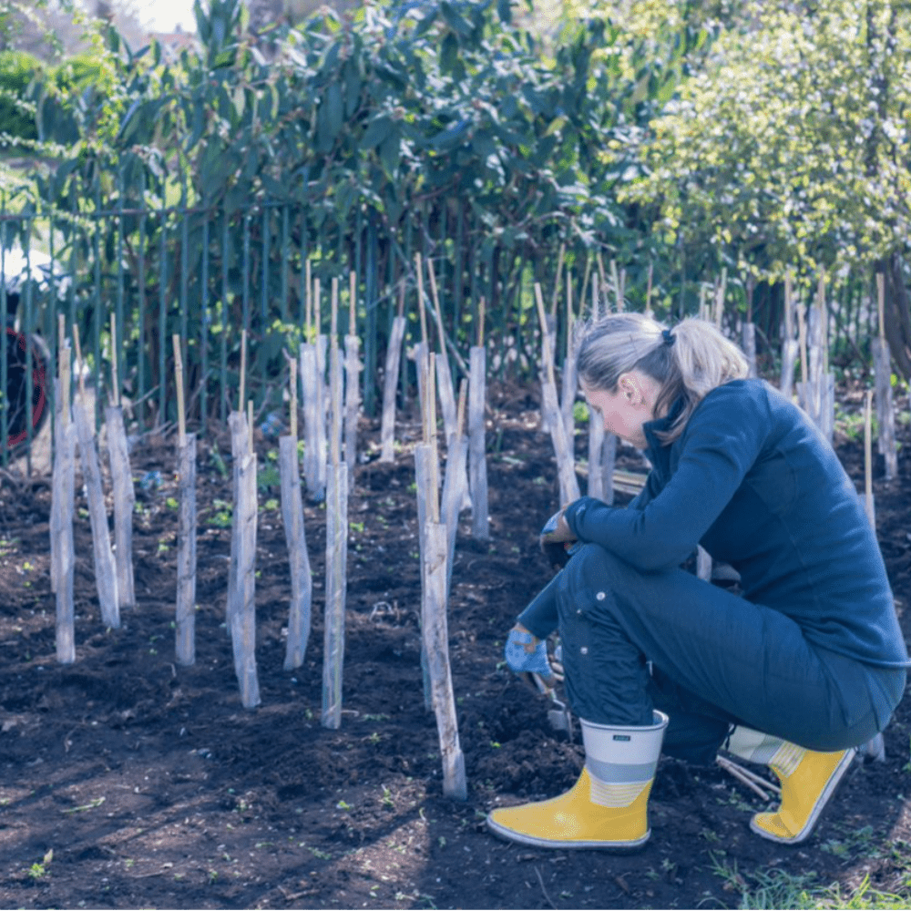 Founder “Fulham, let’s plant trees!” Project
