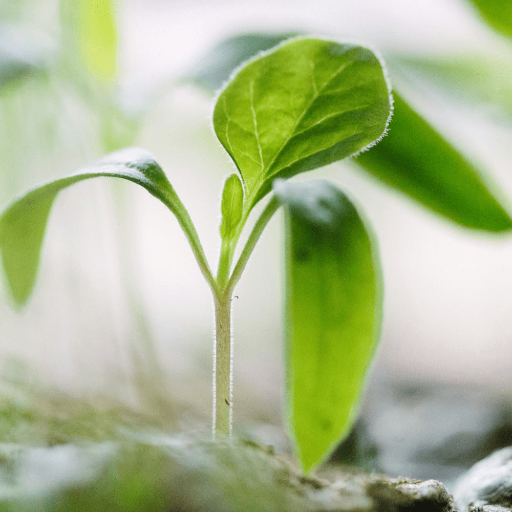 Unleash your sales potential with coaching