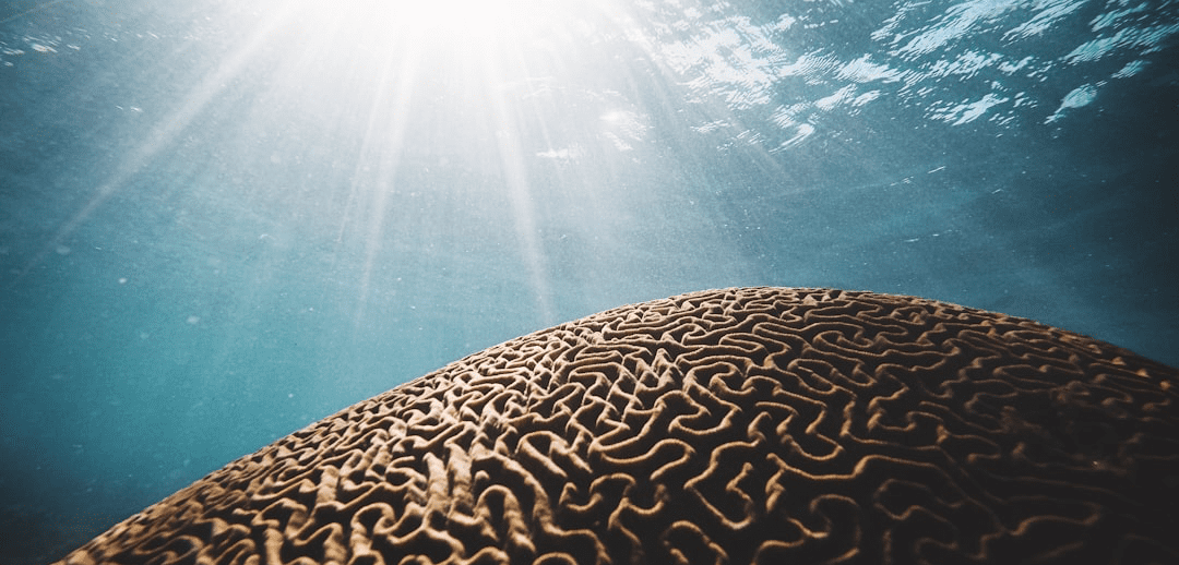 Mental Fitness Coaching